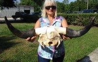 27-1/2 inches <font color=red> Extra Large</font> American Bison Skull, Buffalo Skull for Sale (Cracks in Back of Skull) - Buy this one for $144.99