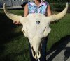 24-1/2 inches wide Large American Buffalo Skull for Sale, Without Horns for Skull Painting - Buy this one for $89.99