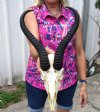 <font color=red> Good Quality</font> Male Springbok Skull for Sale with 11 and 12-1/4 inches Horns  - Buy this one for $79.99