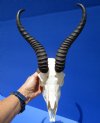 Male African Springbok Skull with 11-1/2 and 12 inches Horns (small hole left side) - Buy this one for $69.99