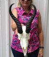 Authentic Male Springbok Skull <font color=red> Grade A</font> with 11 inches Horns - Buy this one for $79.99
