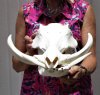 14-1/2 inches <font color=red> Good Quality</font> Real Warthog Skull with 8-1/2 and 9 inches Ivory Tusks - Buy this one for $174.99