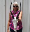 <font color=red> Grade A</font> Male African Blesbok Skull with 15-3/4 inches Horns - Buy this one for $99.99