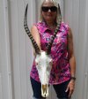 Female African Blesbok Skull with 14-3/8 and 14-1/2 inches Horns (patches of discoloration) - Buy this one for $84.99