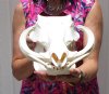 <font color=red> Good Quality</font> 13-1/4 inches African Warthog Skull with Large 9-1/4 and 9-1/2 inches Ivory Tiusks - Buy this one for $179.99