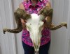 <FONT COLOR=RED> Very Nice</font> Authentic Merino Ram/Sheep Skull with 26-1/2 inches Horns - Buy this one for $159.99