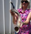 Large 41-1/4 inches Half-Polished Kudu Horn for Sale (34 inches straight) - Buy this one for $129.99
