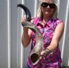 43-1/2 inches Large Half-Polished Kudu Horn for Sale (32-1/4 inches straight) - Buy this one for $129.99