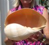  Beautiful Large Crowned Baler Melon Shell for Sale 10-1/4 inches long - Buy this one for $19.99