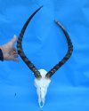 Large <font color=red> Discount</font> African Impala Antelope Skull with 20 and 21-1/4 inches Horn (deformed horn, holes in mouth of skull) - Buy this one for $69.99