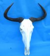  20-1/2 inches wide African Blue Wildebeest Skull and Horns for Sale (small hole above eye socket; missing couple teeth) Buy this one for $989.99