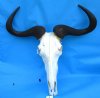  25-7/8 inches wide Large  African Blue Wildebeest Skull and Horns - Buy this one for $99.99 (missing section of bone on underside)