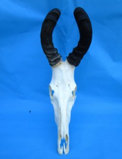 Large Red Hartebeest Skull with 18 inches Horns (piece of back of skull missing) - Buy this one for  $89.99