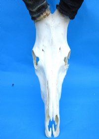 Large Female Red Hartebeest Skull with 18 inches Horns (<font color=red> Grade B</font>) for $79.99