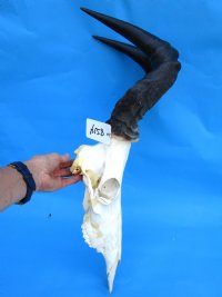 Large Female Red Hartebeest Skull with 18 inches Horns (<font color=red> Grade B</font>) for $79.99