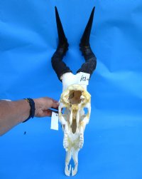 Large Female Red Hartebeest Skull with 18 inches Horns (<font color=red> Grade B</font>) for $79.99