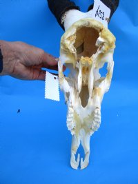 Large Female Red Hartebeest Skull with 18 inches Horns (<font color=red> Grade B</font>) for $79.99