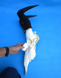 Large Female Red Hartebeest Skull with 18 inches Horns (<font color=red> Grade B</font>) for $79.99