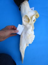 Large Female Red Hartebeest Skull with 18 inches Horns (<font color=red> Grade B</font>) for $79.99