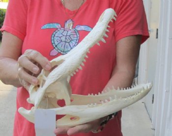 12 inches Florida Alligator Skull, Beetle Cleaned - Buy this one for $104.99