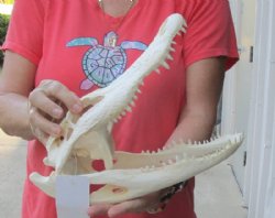 12 inches Florida Alligator Skull, Beetle Cleaned - Buy this one for $104.99