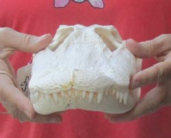 12 inches Florida Alligator Skull, Beetle Cleaned - Buy this one for $104.99