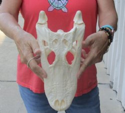 12 inches Florida Alligator Skull, Beetle Cleaned - Buy this one for $104.99