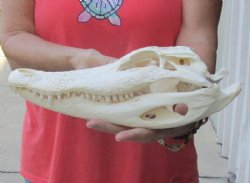 12 inches Florida Alligator Skull, Beetle Cleaned - Buy this one for $104.99