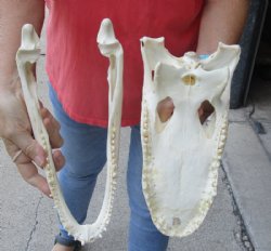 12 inches Florida Alligator Skull, Beetle Cleaned - Buy this one for $104.99