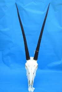 <font color=red> Good Quality Extra Large </font> African Gemsbok Skull with 37-1/2 and 37-7/8 inches Horns - Buy this one for $179.99