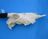 <font color=red> Good Quality Extra Large </font> African Gemsbok Skull with 37-1/2 and 37-7/8 inches Horns - Buy this one for $179.99