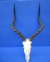 African Impala Skull with 21-1/4 and 21-1/2 inches Horns (Damaged Skull) - Buy this one for $59.99