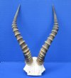 <font color=red> Large</font> 16 inches Male Blesbok Horns on Skull Plate, Cap for Sale - Buy this one for $44.99