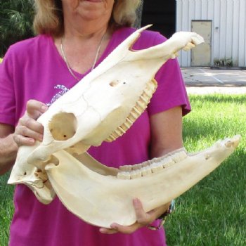 18 inches long Authentic Burchelli Zebra Skull (Slight Grade B Quality )- Buy this one for $99.99