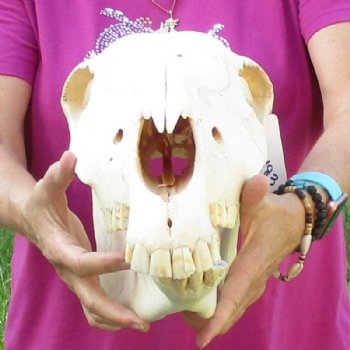 18 inches long Authentic Burchelli Zebra Skull (Slight Grade B Quality )- Buy this one for $99.99