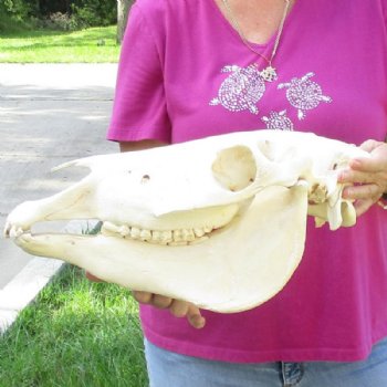 18 inches long Authentic Burchelli Zebra Skull (Slight Grade B Quality )- Buy this one for $99.99