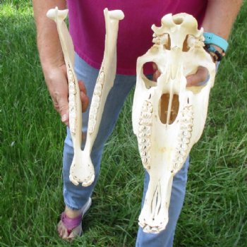 18 inches long Authentic Burchelli Zebra Skull (Slight Grade B Quality )- Buy this one for $99.99