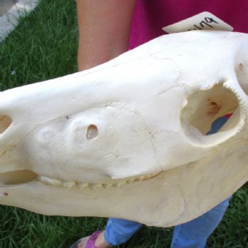 18 inches long Authentic Burchelli Zebra Skull (Slight Grade B Quality )- Buy this one for $99.99
