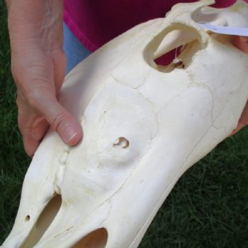 18 inches long Authentic Burchelli Zebra Skull (Slight Grade B Quality )- Buy this one for $99.99