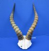 Genuine African Blesbok Skull Plate with 14-1/2 and 14-7/8 inches Horns - Buy this one for $44.99