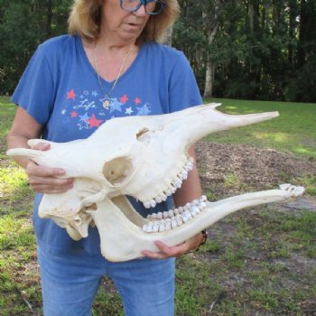 Authentic Female African Giraffe Skull with Mandible, 23"x15"x10" - Buy this one for $749.99 (Ships UPS Signature Required)