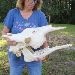 Authentic Female African Giraffe Skull with Mandible, 23"x15"x10" - Buy this one for $749.99 (Ships UPS Signature Required)