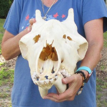 Authentic Female African Giraffe Skull with Mandible, 23"x15"x10" - Buy this one for $749.99 (Ships UPS Signature Required)