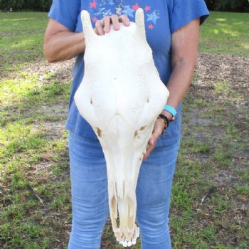 Authentic Female African Giraffe Skull with Mandible, 23"x15"x10" - Buy this one for $749.99 (Ships UPS Signature Required)