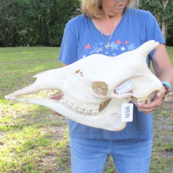 Authentic Female African Giraffe Skull with Mandible, 23"x15"x10" - Buy this one for $749.99 (Ships UPS Signature Required)