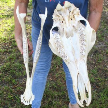Authentic Female African Giraffe Skull with Mandible, 23"x15"x10" - Buy this one for $749.99 (Ships UPS Signature Required)