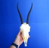 <font color=red> Grade A</font> Female Springbok Skull for Sale with 9 and 9-1/2 inches Horns - Buy this one for $59.99