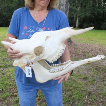 Authentic Female African Giraffe Skull with Mandible, 22"x16"x10" - Buy this one for $749.99 (Ships UPS Signature Required)