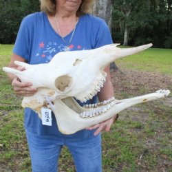Authentic Female African Giraffe Skull with Mandible, 22"x16"x10" - Buy this one for $749.99 (Ships UPS Signature Required)