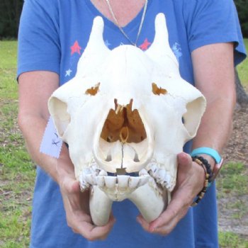 Authentic Female African Giraffe Skull with Mandible, 22"x16"x10" - Buy this one for $749.99 (Ships UPS Signature Required)
